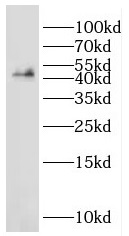 GAS7 antibody|GAS7抗体