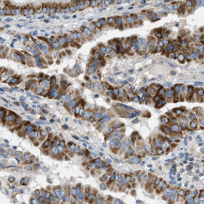 DEPTOR antibody|DEPTOR抗体 FNab0