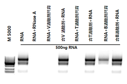 RNA酶和核酸清除剂(R504)