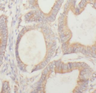 SDC3 antibody|SDC3抗体