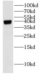 BPNT2 antibody|BPNT2抗体