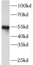 PI16 antibody|PI16抗体