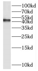 PAK1IP1 antibody|PAK1IP1抗体