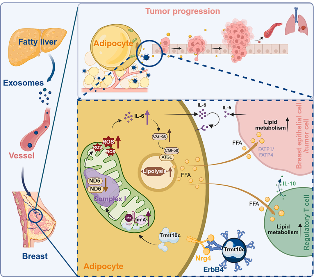 Cell Metabolism | 脂肪肝竟是乳腺癌的“远程指挥官”？科学家揭秘它的致癌信使