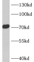 ASIC4 antibody|ASIC4抗体