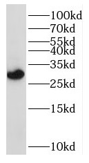 RPL7 antibody|RPL7抗体