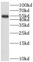 SRP54 antibody|SRP54抗体 FNab082