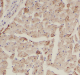 CRLS1-Specific antibody|CRLS1抗