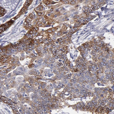 COG7 antibody|COG7抗体