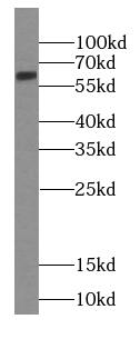 HDAC1-specific antibody|HDAC1抗
