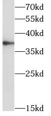 TOMM40 antibody|TOMM40抗体 FNab0