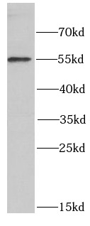 POLG2 antibody|POLG2抗体