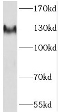 SF3A1 antibody|SF3A1抗体