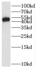 BTN3A1 antibody|BTN3A1抗体