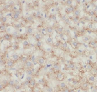 TOMM40 antibody|TOMM40抗体 FNab0
