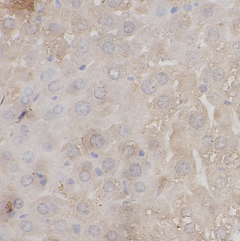 EFS antibody|EFS抗体 FNab10189