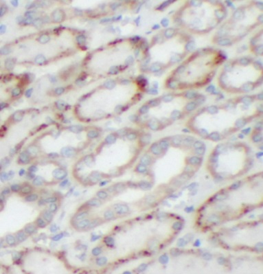 HCN1 antibody|HCN1抗体 FNab10780