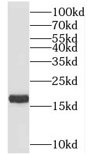 TIMM17B antibody|TIMM17B抗体