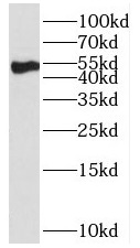 PROC antibody|PROC抗体