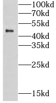 LUC7L antibody|LUC7L抗体