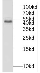 KAZN antibody|KAZN抗体