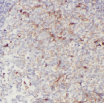 CD244 antibody|CD244抗体
