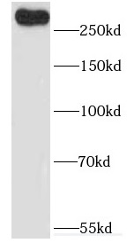 CNTRL antibody|CNTRL抗体