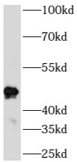 DPH6 antibody|DPH6抗体