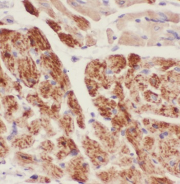 PPP3CB antibody|PPP3CB抗体 FNab0