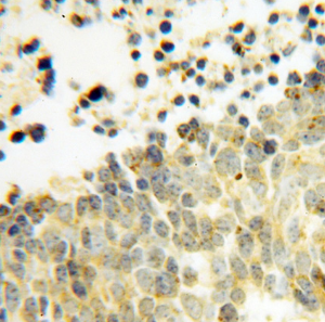 DEXI antibody|DEXI抗体