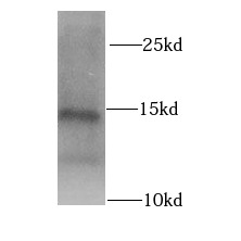 MLN antibody|MLN抗体