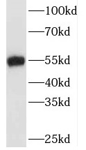 TAF7 antibody|TAF7抗体