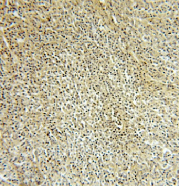 IRF8 antibody|IRF8抗体 FNab04395