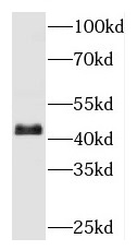 MBIP antibody|MBIP抗体 FNab05038