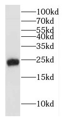 HEBP2 antibody|HEBP2抗体