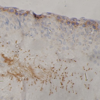 CST3 antibody|CST3抗体 FNab10197