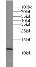 TXN antibody|TXN抗体