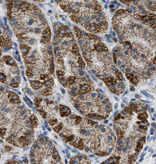 RAB7A antibody|RAB7A抗体