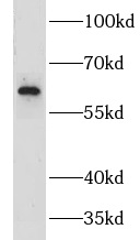 GPR183 antibody|GPR183抗体