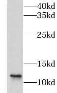 CLPS antibody|CLPS抗体