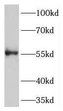 TMEM175 antibody|TMEM175抗体