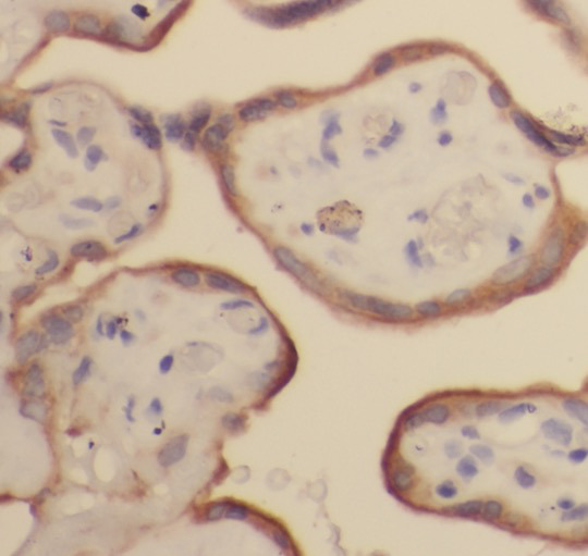 PGF antibody|PGF抗体