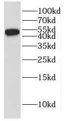 KCNJ6 antibody|KCNJ6抗体