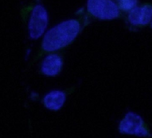 Flag tag antibody|Flag tag抗体 F