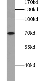 SYN1-Specific antibody|SYN1抗体