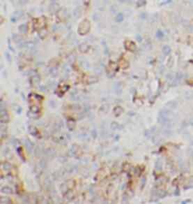 EREG antibody|EREG抗体