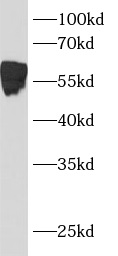 BCL3 antibody|BCL3抗体