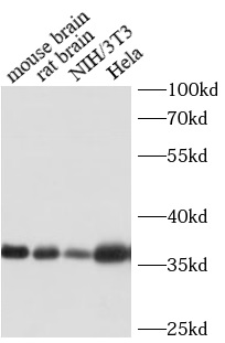 GAPDH antibody|GAPDH抗体 FNab033
