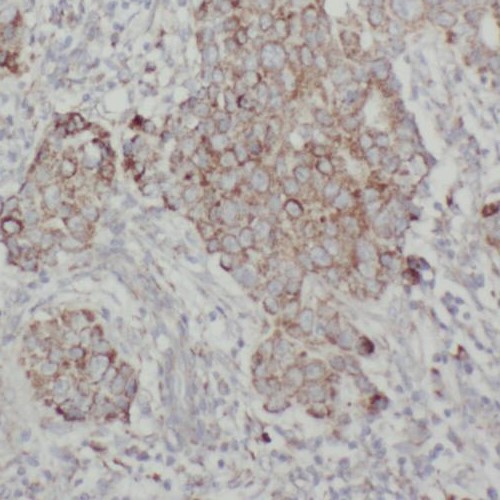 TMEM59 antibody|TMEM59抗体
