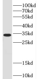 PPIE antibody|PPIE抗体
